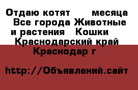 Отдаю котят. 1,5 месяца - Все города Животные и растения » Кошки   . Краснодарский край,Краснодар г.